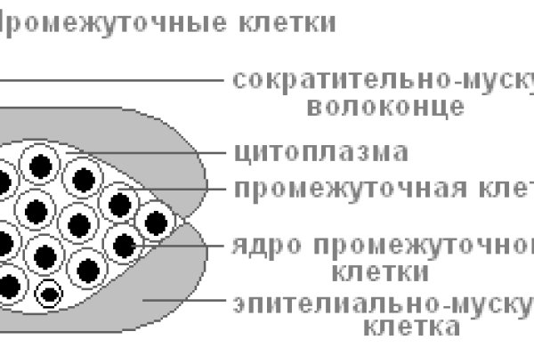 Kraken домен